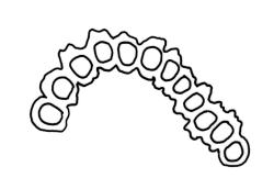 Macromitrium ligulare, cross-section of upper laminal cells.
 Image: R.C. Wagstaff © All rights reserved. Redrawn with permission from Vitt (1983). 